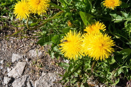 Val di Fassa STE 0473