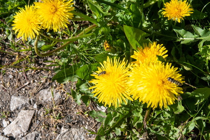 Val di Fassa STE 0474