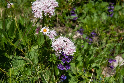 Val di Fassa STE 0481