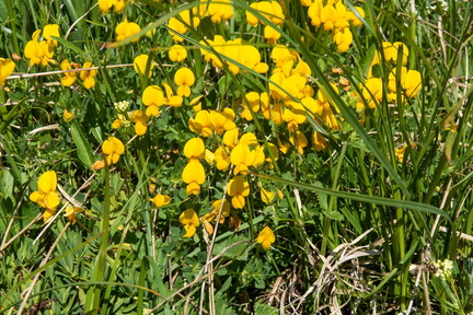 Val di Fassa STE 0484