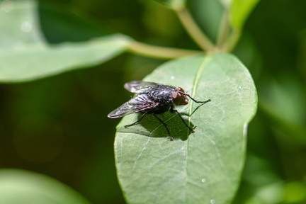 Micromondo STE 7359