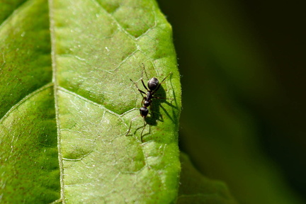 Micromondo STE 7363