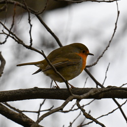 Naturalistica